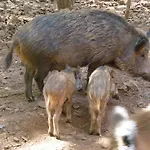 Parque Biologico De ויניאיס