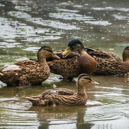 캠프장 Parque Biologico De 3*