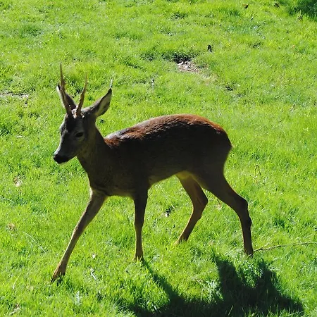 Κάμπινγκ Parque Biologico De Vinhais