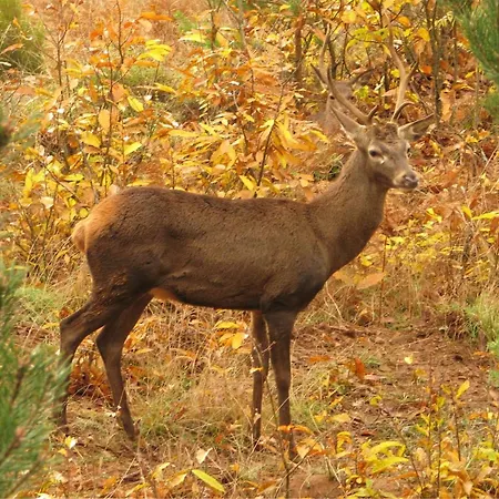 Campingplatz Parque Biologico De Vinhais