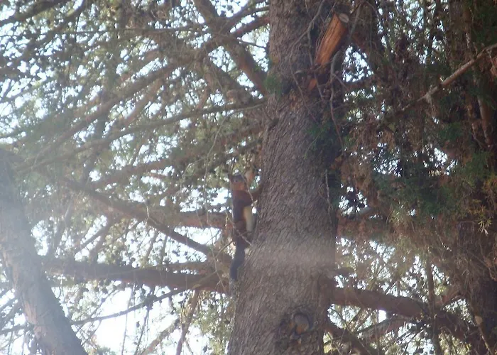 Кемпинг Parque Biologico De Виньяйш