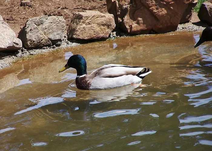 Кемпинг Parque Biologico De Виньяйш
