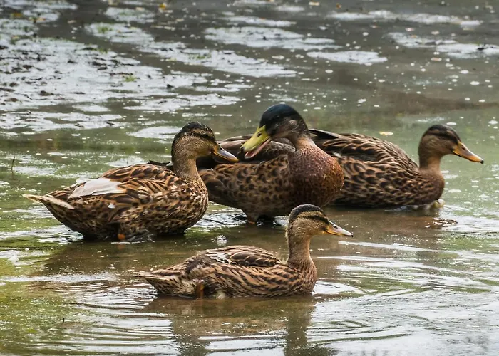 Кемпинг Parque Biologico De 3*