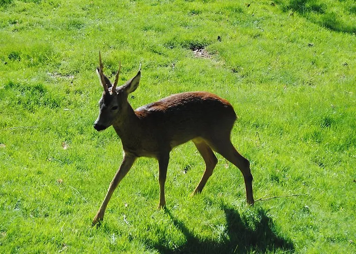 Кемпинг Parque Biologico De Виньяйш