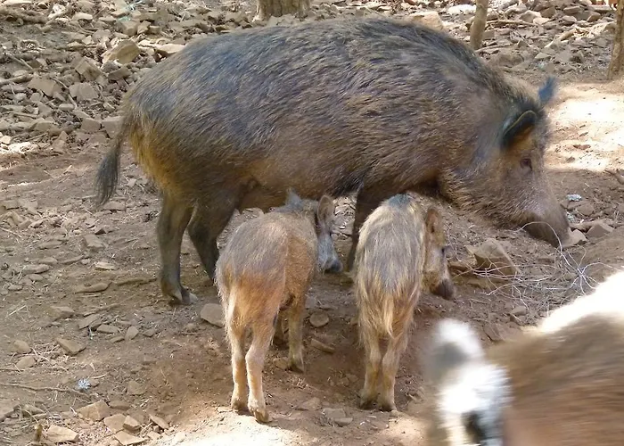 Parque Biologico De 비냐이스