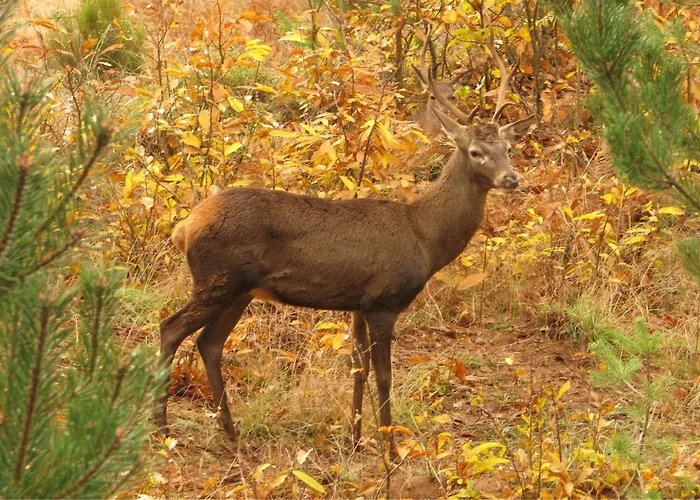 Кемпинг Parque Biologico De Виньяйш